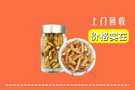 马边县回收散虫草