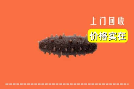 马边县回收海参